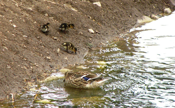 DSC00601 (700x432, 196Kb)