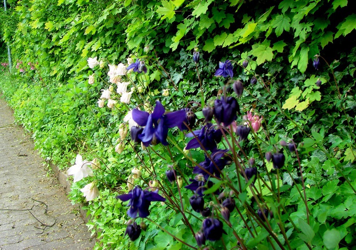 DSC00612 (700x492, 250Kb)