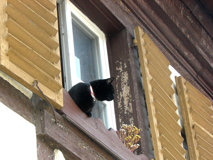 DSC00672 (700x525, 215Kb)