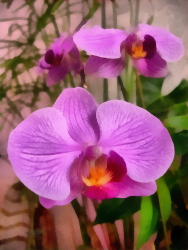 Phalaenopsis (375x500, 66Kb)