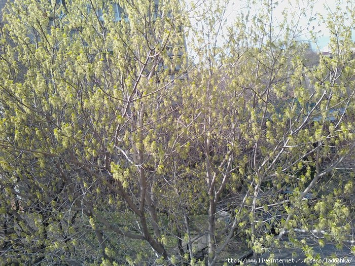 IMG846-01 (700x525, 387Kb)