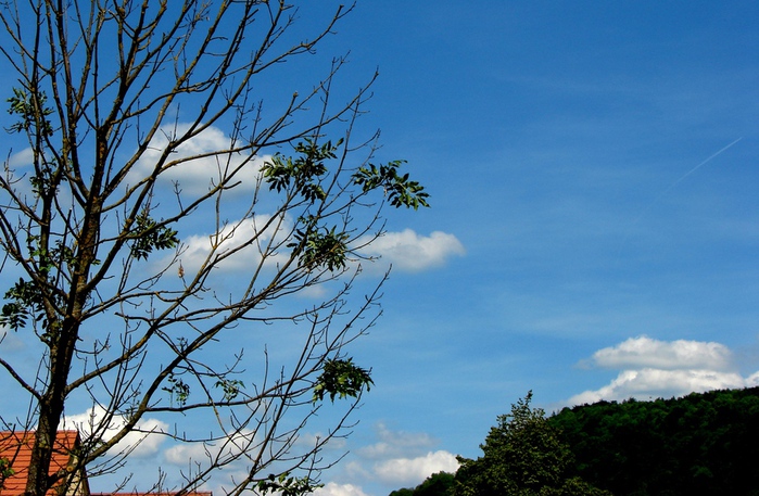 DSC00044 (700x457, 185Kb)