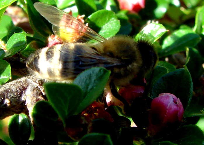 DSC00084d (700x497, 156Kb)