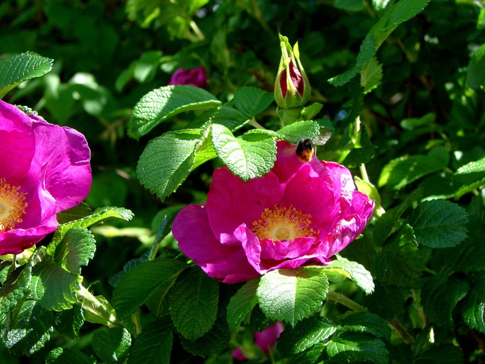 DSC09992 (700x525, 213Kb)