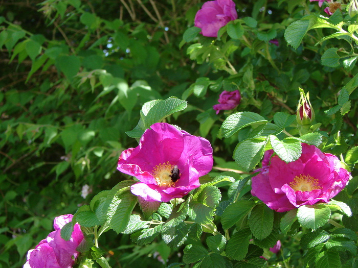 DSC09991 (700x525, 221Kb)