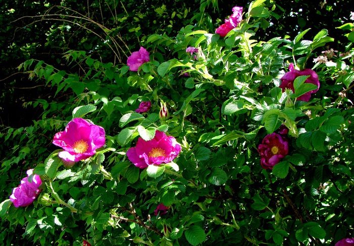 DSC09989 (700x486, 233Kb)