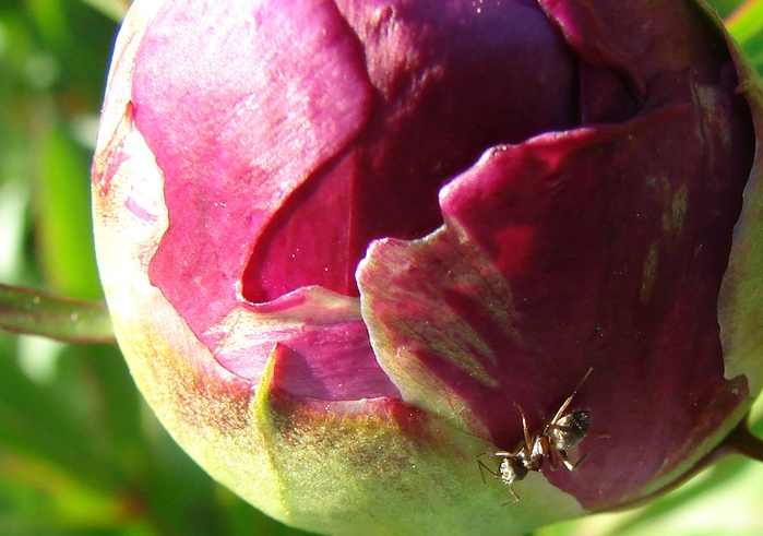 DSC00100 (700x491, 162Kb)