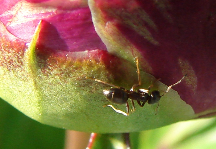 DSC00103 (700x481, 144Kb)