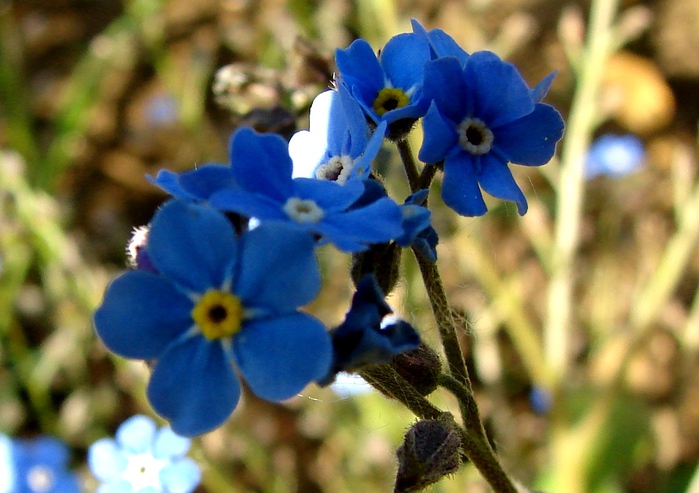 DSC00096 (700x493, 156Kb)