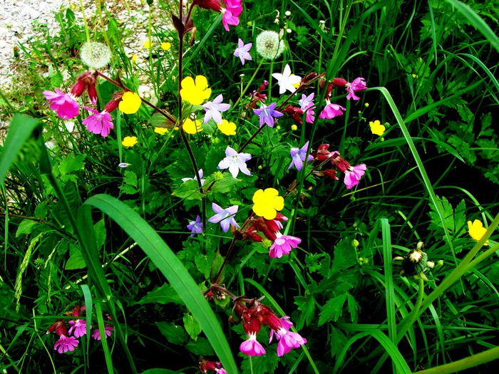 DSC00029 (700x525, 279Kb)