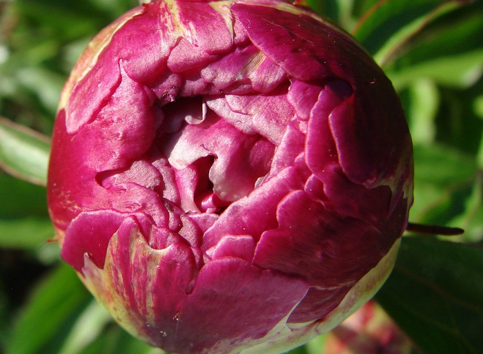 DSC00099 (700x514, 175Kb)