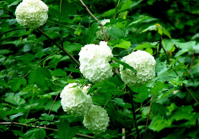 DSC00526 (700x490, 211Kb)