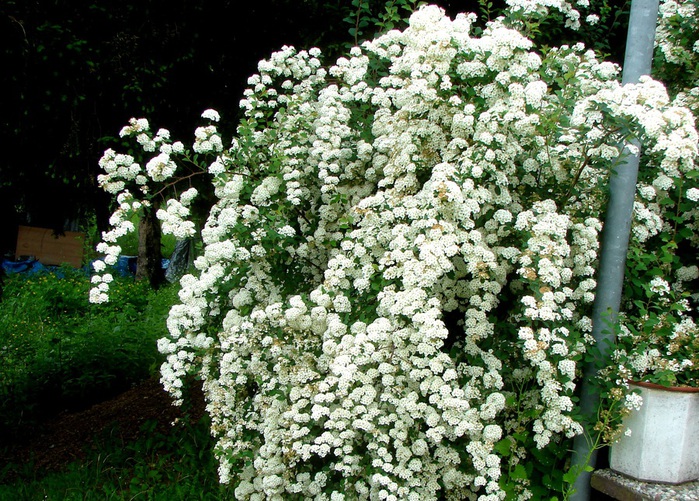 DSC00531 (700x501, 224Kb)