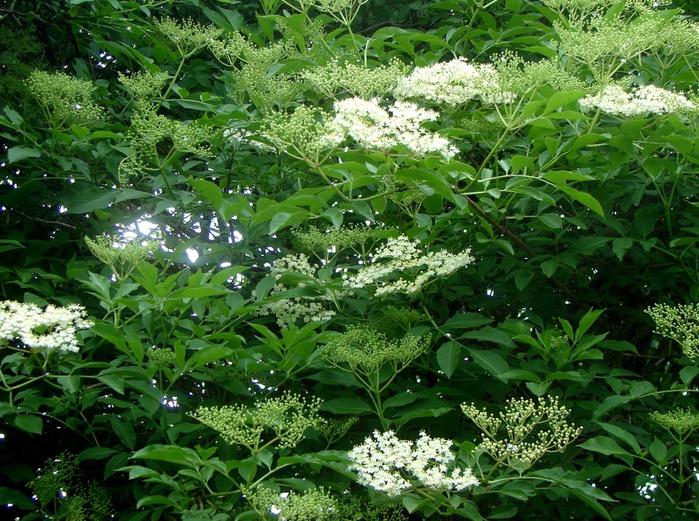 DSC00536 (700x521, 234Kb)