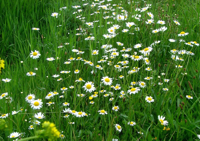 DSC00533 (700x495, 241Kb)