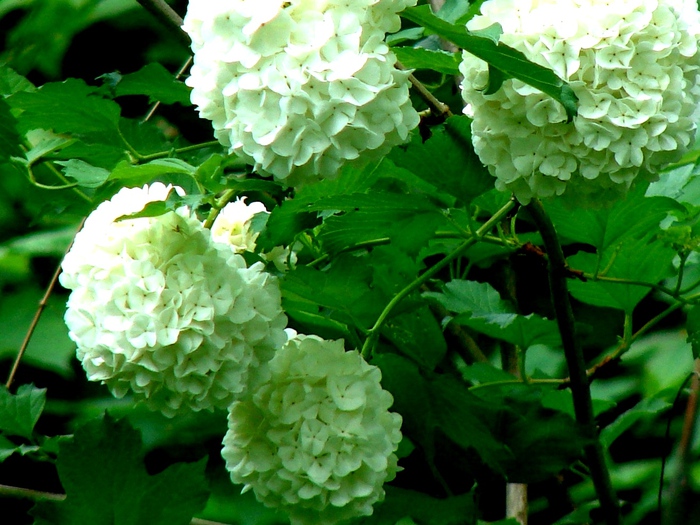 DSC00527d (700x525, 191Kb)