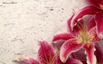  Nature_Flowers_Decor_Lily__Flowers_008254_ (700x437, 140Kb)