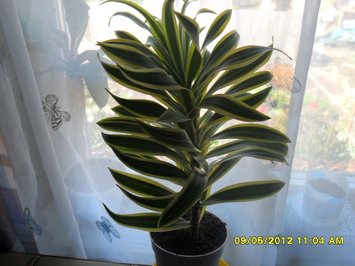 SAM_1571 (700x525, 146Kb)