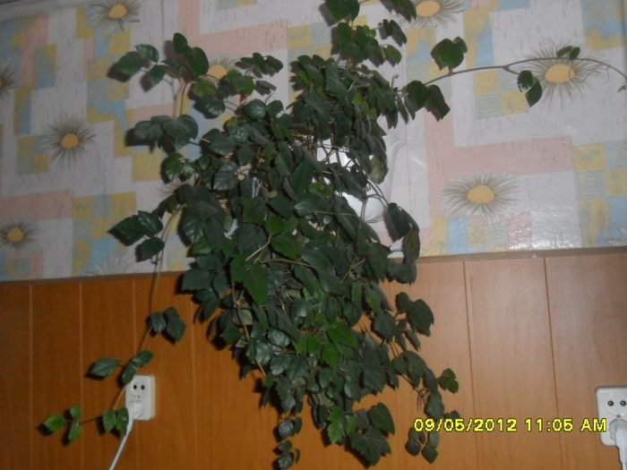 SAM_1574 (700x525, 145Kb)