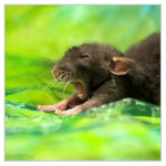  Arkanys_8___Fancy_rat_by_DianePhotos (700x700, 135Kb)