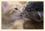  The_Kitten_Kiss_by_leenaraven (600x413, 45Kb)