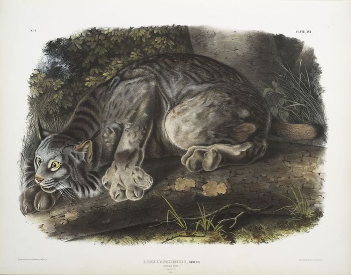 Audubon_-_Lynx_du_Canada (700x548, 67Kb)