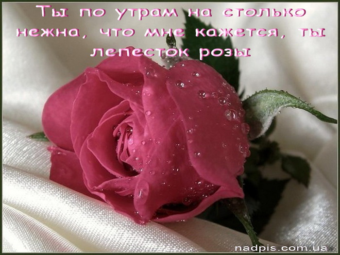 httpnadpis.com_.uaty-nezhna-kak-lepestok-rozy (700x525, 106Kb)