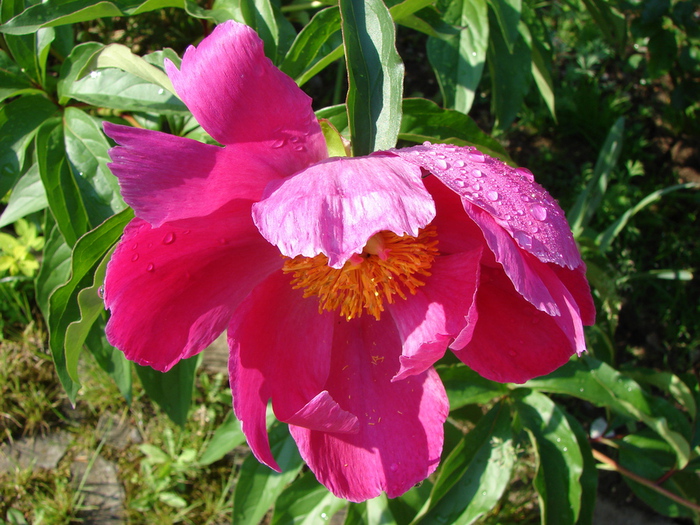 DSC09989 (700x525, 237Kb)