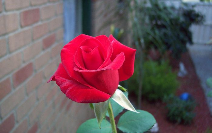 00144_rose_2560x1600 (700x437, 34Kb)