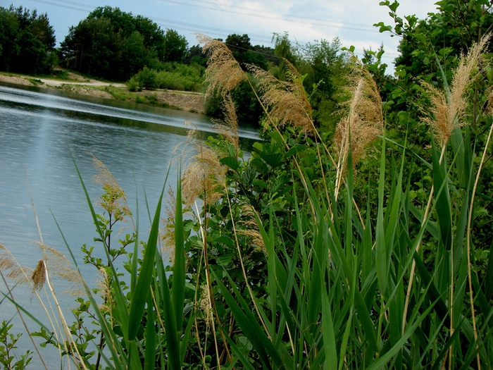 DSC00012 (700x525, 230Kb)