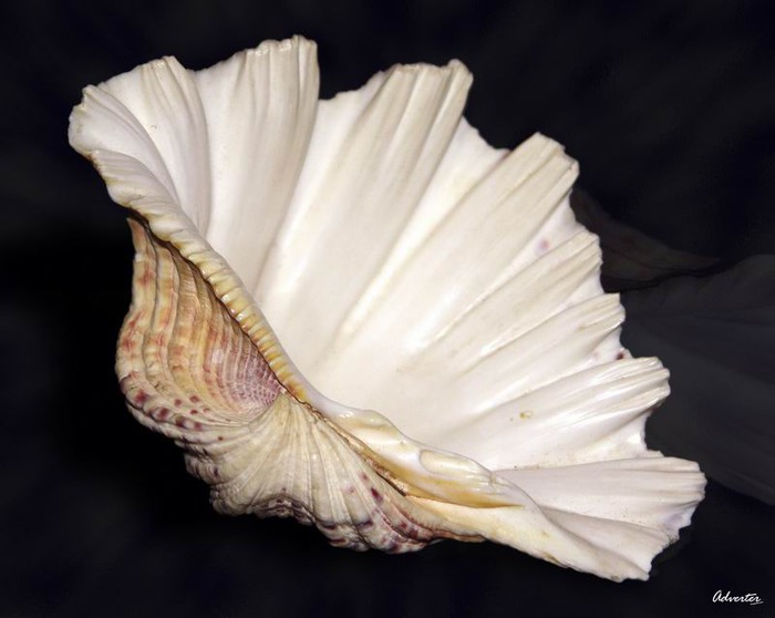 Старая ракушка. Ракушка розовый Наутилус (Rose Nautilus). Морская раковина Суринск. Необычные морские раковины. Большая Ракушка.