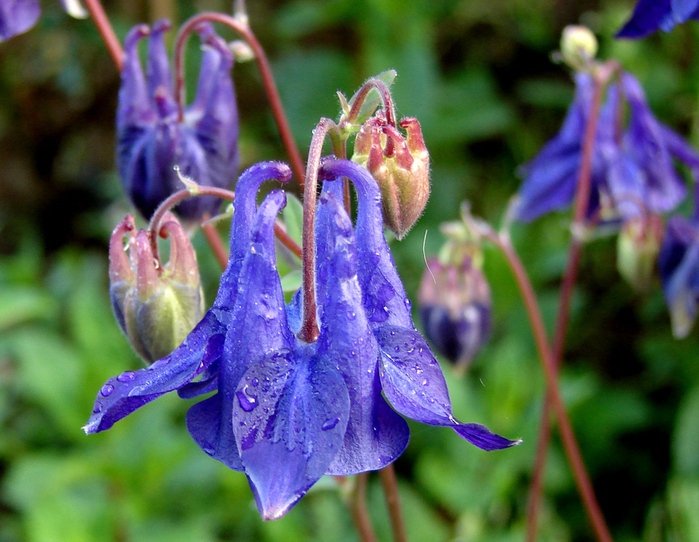 DSC00037 (700x542, 177Kb)