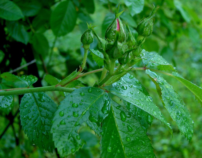 DSC00040 (700x548, 190Kb)