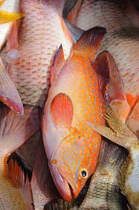 fish (200x302, 38Kb)