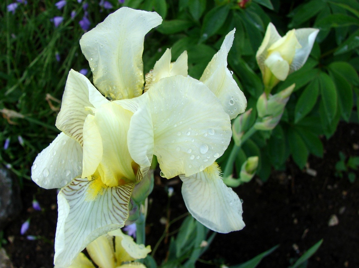 DSC00007 (700x522, 172Kb)