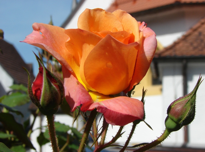 DSC00038 (700x520, 170Kb)