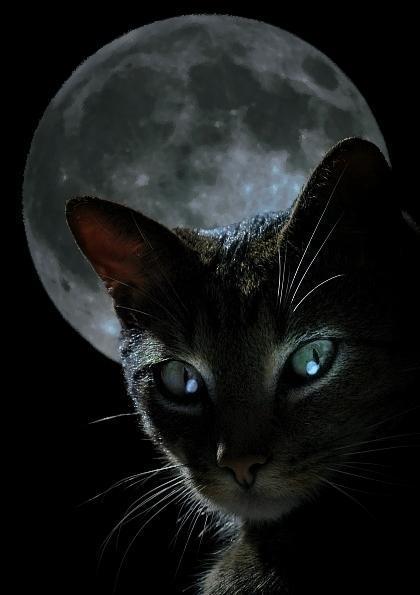 black-cat-moon (420x595, 24Kb)
