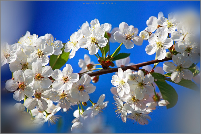 IMG_9806_(W) (700x467, 185Kb)