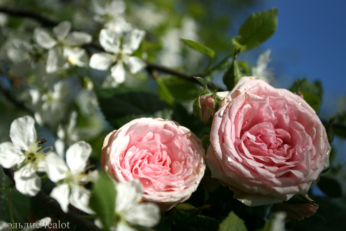 IMG_6047 (700x466, 101Kb)
