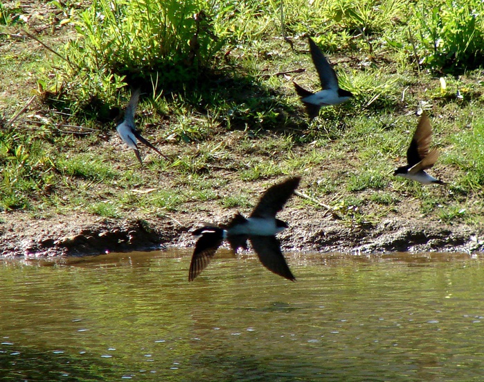 DSC00131 (700x551, 272Kb)