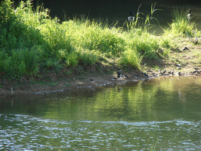 DSC00127 (700x525, 250Kb)