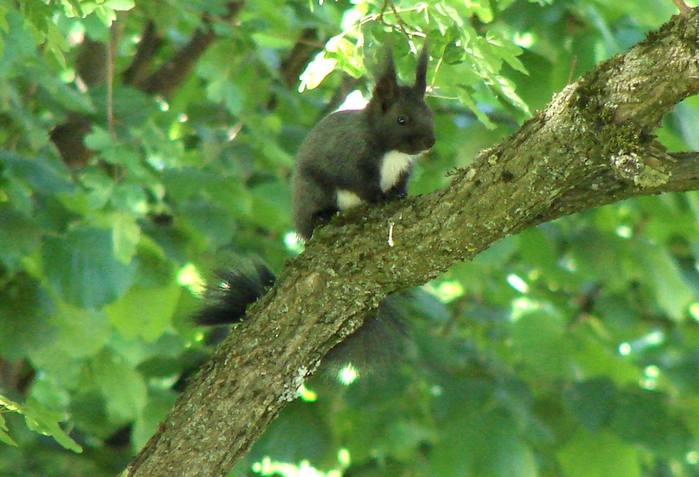 DSC00155 (700x477, 225Kb)