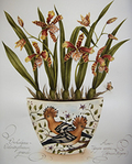  original-painting-by-artist-kelly-higgs-hoopoes (208x259, 57Kb)