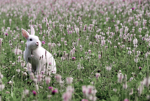 bunny,flowers,meadow,pink,rabbit-34dc7bc6fa14d8637f69911da8725b2e_h (480x322, 77Kb)