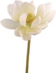  SD PD FLOWER 2 (540x700, 190Kb)