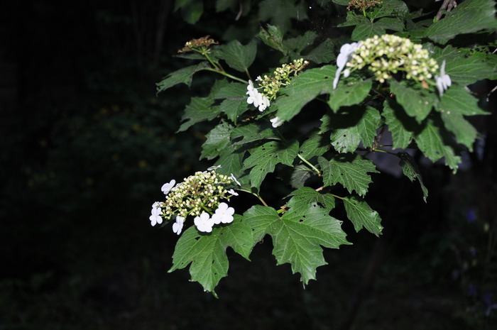 4060712_DSC_2118 (700x465, 81Kb)