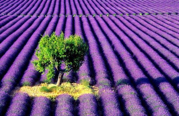 46811226_lavender (597x389, 69Kb)