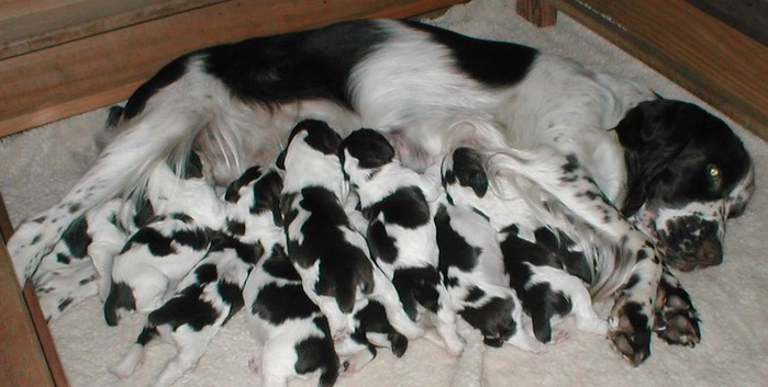 english_springer_spaniel_01_puppies_for_sale (700x353, 73Kb)
