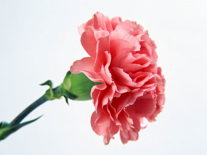 Carnation_flower_photo_4 (700x525, 31Kb)