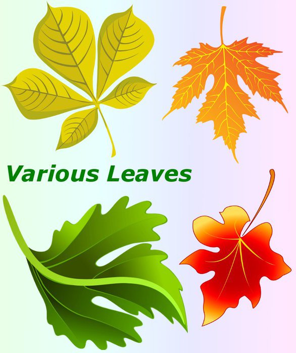 3291761_01Various_Leaves (586x700, 67Kb)